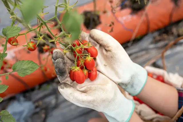 Kiedy sadzić pomidory w doniczkach, aby uniknąć przymrozków?