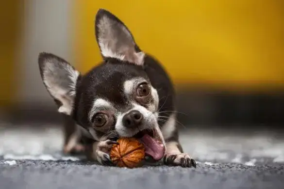 Czy pies może jeść orzechy laskowe? Bezpieczne ilości i ryzyka