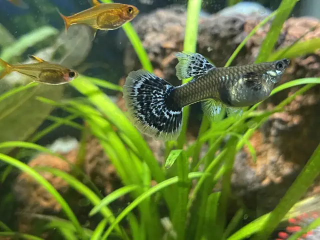 Gupik w ciąży? 3 proste kroki, by to rozpoznać!