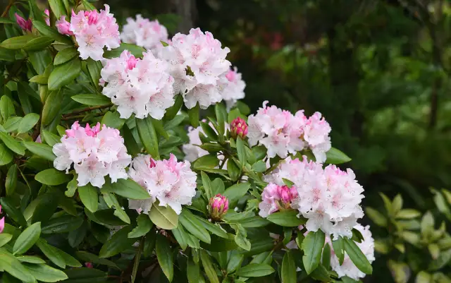 Azalie ogrodowe: Jak uprawiać, by zachwycały? Poradnik