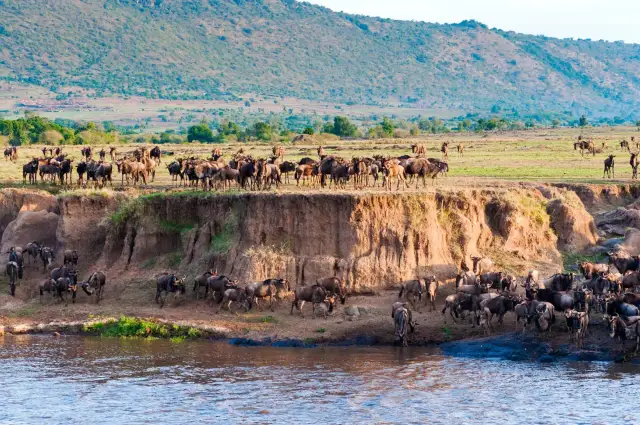 Stado gnu na brzegu rzeki w najczęściej odwiedzanym rezerwacie Kenii.