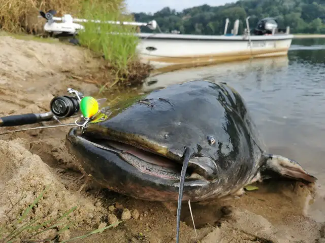 Gdzie na ryby bez karty Radom - najlepsze miejsca na wędkowanie