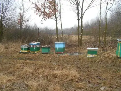 Jaką farbą malować ule, aby zapewnić bezpieczeństwo pszczołom?