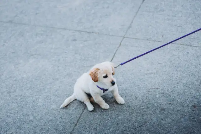Kiedy szczeniak może wyjść na spacer? Pełny poradnik opiekuna