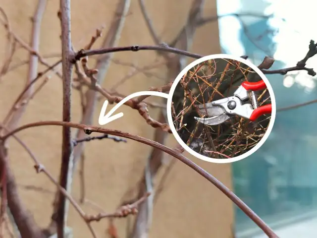 Przycinanie pędów mini kiwi. Strzałka wskazuje miejsce cięcia, a w okręgu sekator z czerwonymi rączkami.