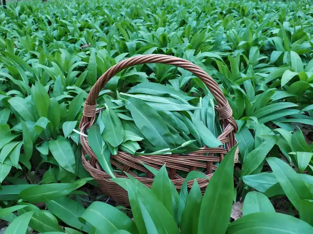 Koszyk pełen zielonych liści czosnku niedźwiedziego, który właśnie zebrano w lesie. Widać jego charakterystyczne, szerokie liście.