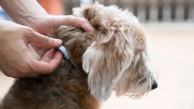 Skuteczne sposoby na pchły u psa – profesjonalne i domowe metody