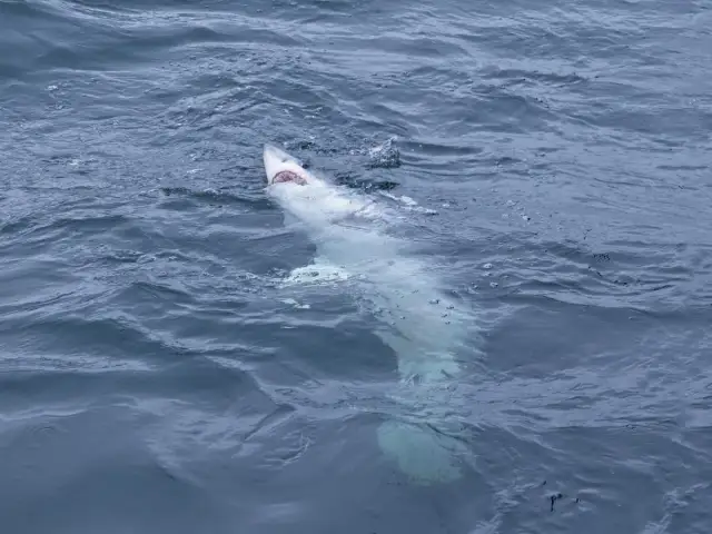 Czy rekiny pływają w Bałtyku? Rozwiewamy wątpliwości turystów