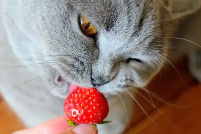 Czy koty mogą jeść truskawki? Ważne informacje i zdrowotne ryzyko