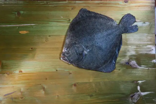 Jakie ryby są w Bałtyku? Odkryj niezwykłe gatunki i ich znaczenie