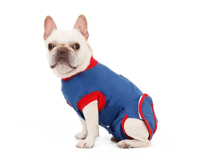 Jak zrobić ubranko dla psa po sterylizacji, aby zapewnić komfort i bezpieczeństwo