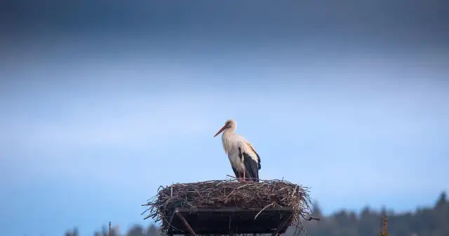 Bocian symbol jakiego kraju? Odkryj jego znaczenie w Polsce