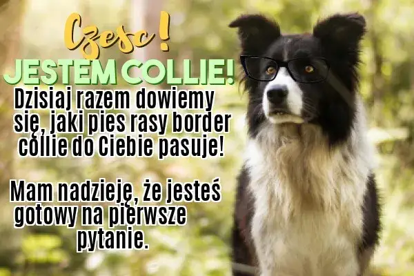 Border collie czy golden retriever – który pies lepiej pasuje do Ciebie?