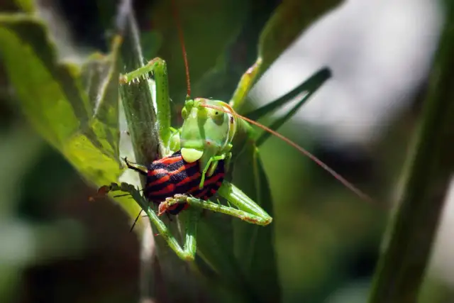 Czym się żywią koniki polne? Odkryj ich zaskakującą dietę