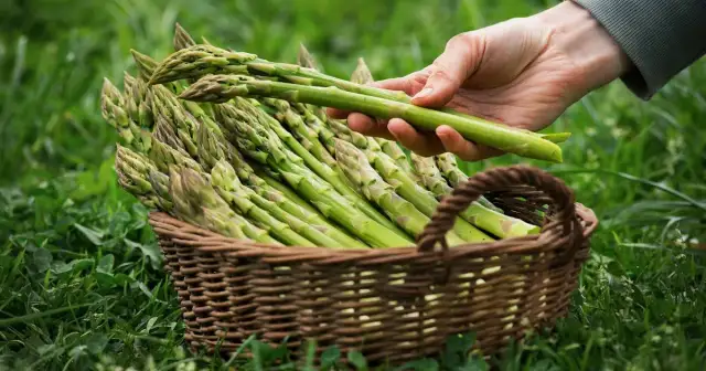 Jak uprawiać szparagi - proste błędy, które mogą zrujnować plony