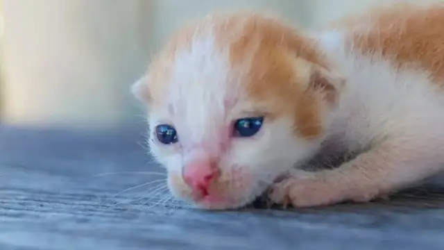 ¿Con cuántos días abren los ojos los gatos? Lo que necesitas saber