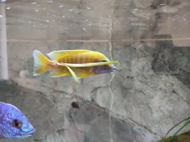 Dlaczego rybki się podgryzają? Zakończ walki w akwarium!