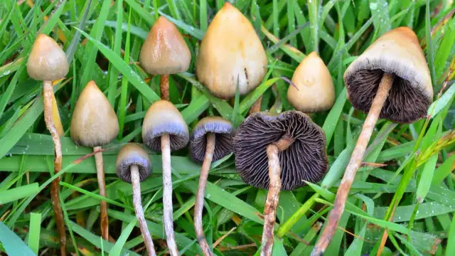Grzyby psylocybinowe Polska: Gdzie i kiedy szukać łysiczki?