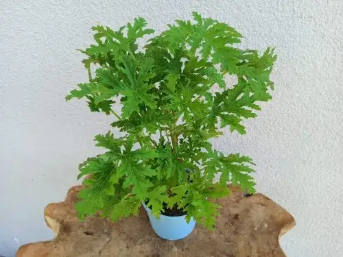 Gdzie kupić kwiat anginka? Sprawdź najlepsze miejsca i porady