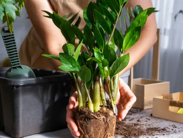 Zamiokulkas – czy jest trujący? Dowiedz się, jakie niesie ryzyko