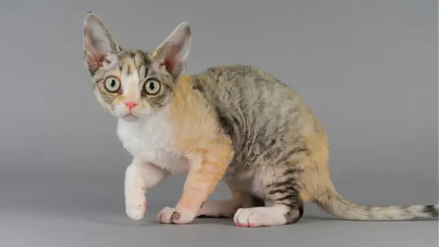 Kolory Devon Rex: Odkryj różnorodność umaszczenia i ich zmiany