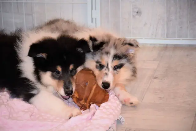 Kiedy szczeniakowi wypadają kły? Zrozumienie procesu wymiany zębów