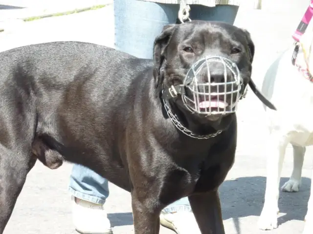 Jak zakładać kolczatkę dla psa, aby uniknąć bólu i stresu?