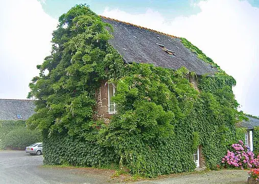 Jak usunąć bluszcz z elewacji i uchronić budynek przed zniszczeniem