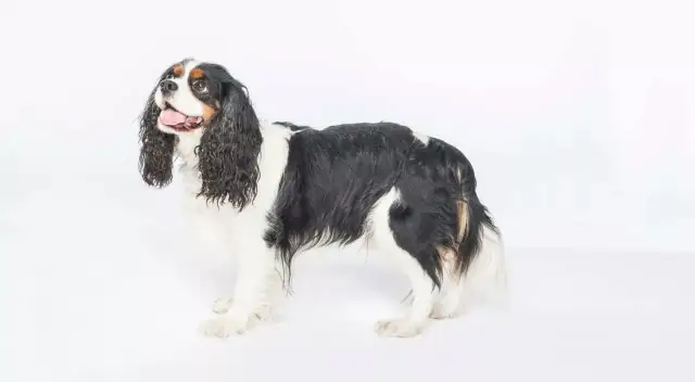 Cavalier King Charles Spaniel: sierść czy włos? Pielęgnacja i alergie