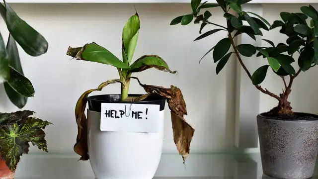 Roślina w doniczce z kartką "HELP ME!" pokazuje, ile wytrzymają kwiaty bez wody. Liście są suche i brązowe.