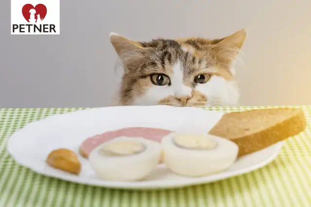 Czy koty mogą jeść czosnek? Odkryj niebezpieczeństwa dla zdrowia