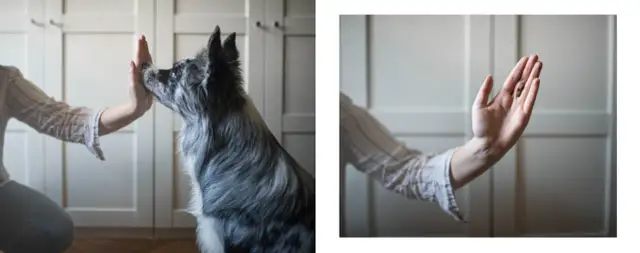 Jak samemu wytresować psa w domu: skuteczne wskazówki dla właścicieli