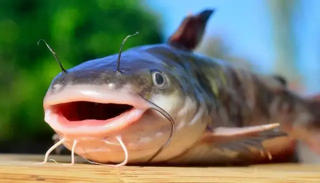 Najlepsze przynęty na suma, które zwiększą Twoje szanse na sukces