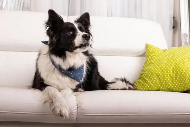 Dlaczego pies sika na kanapę? Poznaj przyczyny i rozwiązania