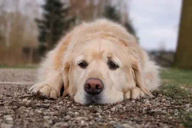 Jak umiera golden retriever - najczęstsze przyczyny i objawy śmierci