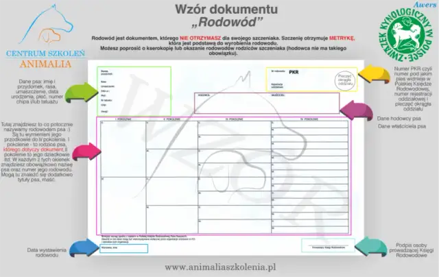 Jak uzyskać rodowód dla psa - proste kroki i ukryte koszty