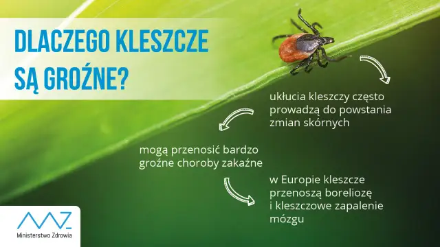 Kleszcz w pralce: Czy przeżyje? Jak go zabić na pewno?
