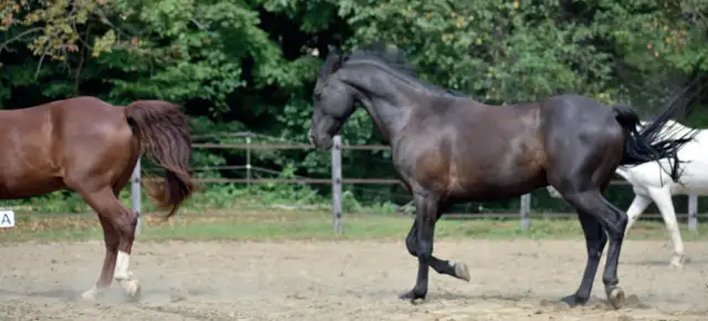 Twój koń Ci ufa? Odkryj sekrety jego mowy ciała i sympatii