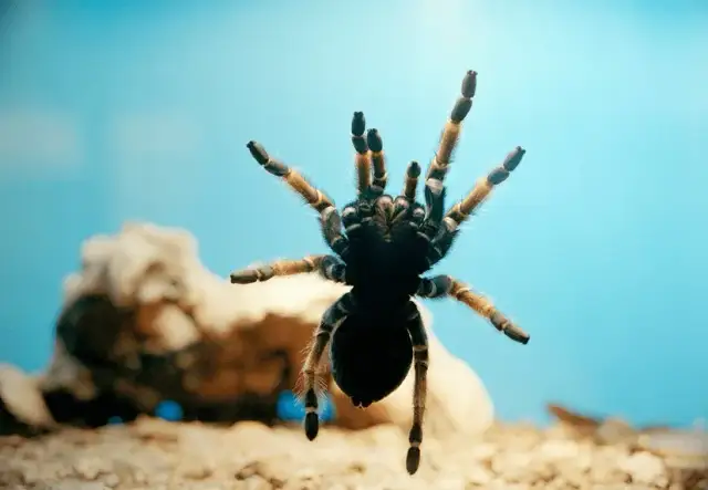 Co zjada pająki? Zaskakujące fakty o ich diecie i polowaniach