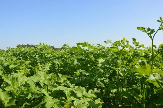 Gorczyca na poplon: Kiedy siać, by gleba tętniła życiem?