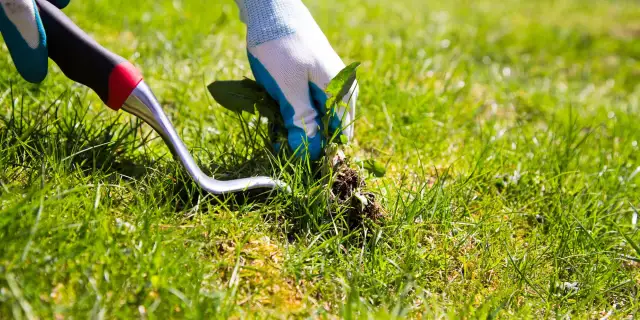 Skuteczne sposoby na chwasty na trawniku, które zrujnują twój ogród