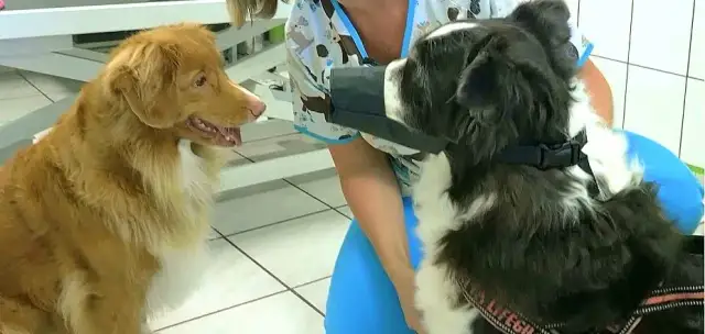 Jak zrobić kaganiec dla psa w nagłej potrzebie - proste kroki