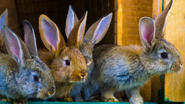 Ile króliki chodzą w ciąży? Odkryj, co wpływa na ten czas