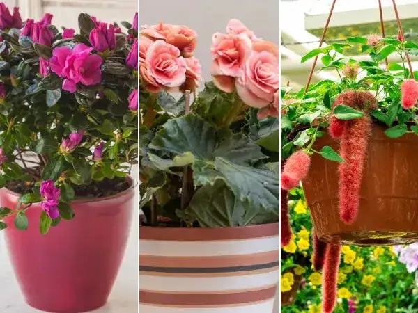 Jakie kwiaty doniczkowe do kościoła? Odkryj piękne i symboliczne wybory