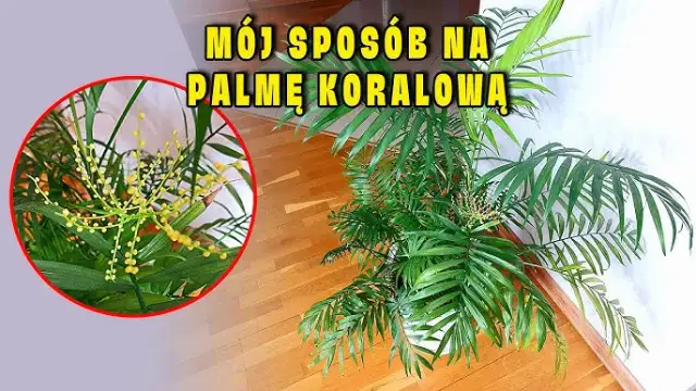 Jak kwitnie palma: sekrety kwitnienia i pielęgnacji różnych gatunków