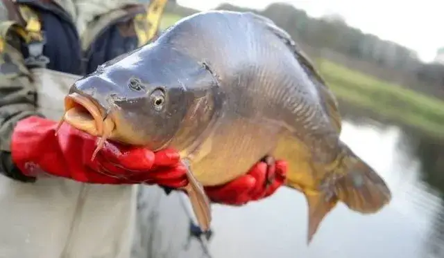 Gdzie kupić karpia świętokrzyskiego? Sprawdź najlepsze oferty