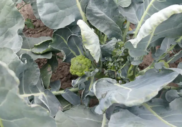 Jak uprawiać brokuły w ogródku: proste sposoby na zdrowe plony