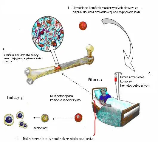 Czy dziecko może oddać szpik rodzicowi? Wszystko o dawstwie i ryzykach