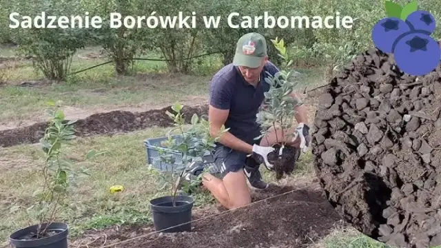 Jak sadzić borówki? Klucz do obfitych zbiorów bez błędów!