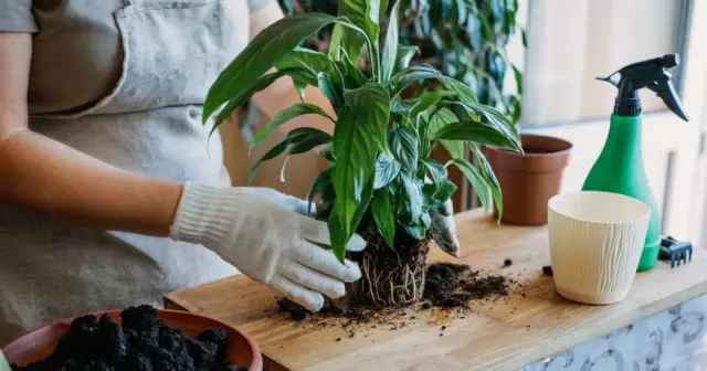 Kiedy przesadzić kwiaty? Poznaj idealny czas i sygnały